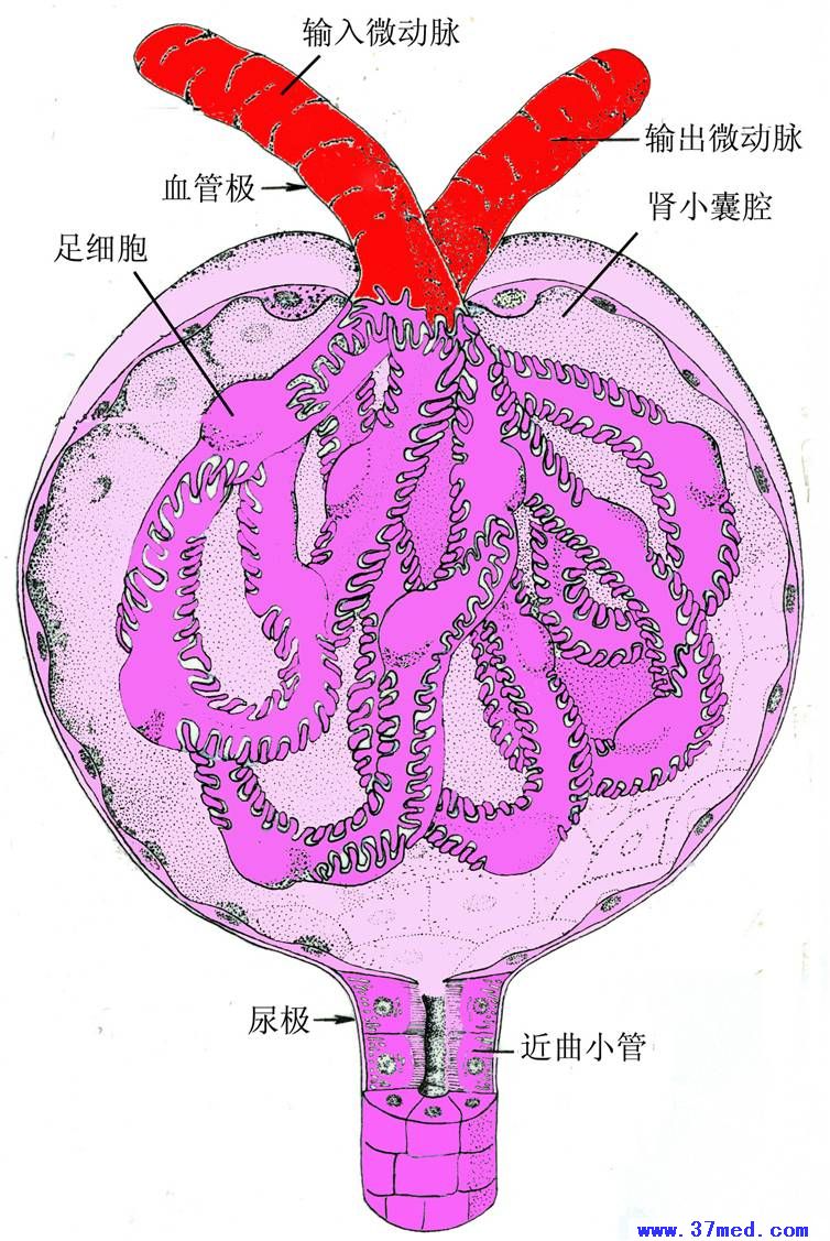 肾小体 泌尿系统图片-组胚图谱 37度医学网