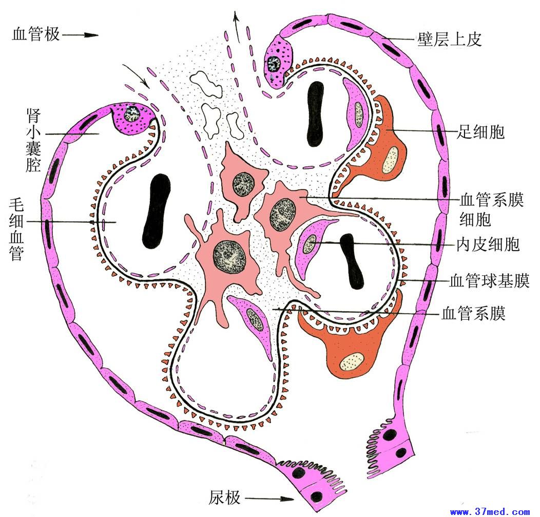 肾小体血管系膜与血管系膜细胞 泌尿系统图片 组胚图谱 37度医学网