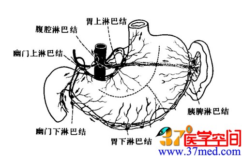 医学参考 基础理论 解剖学 > 正文     2区为胃体大弯侧左侧部及胃底