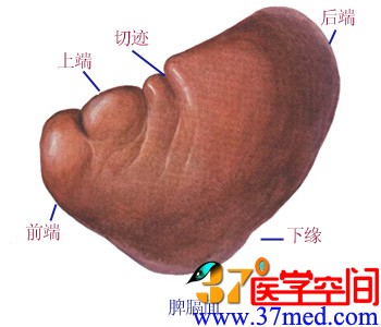 (3)脾上缘锐利,有2~3个深陷的 脾切迹splenic notch,是触诊辩认脾