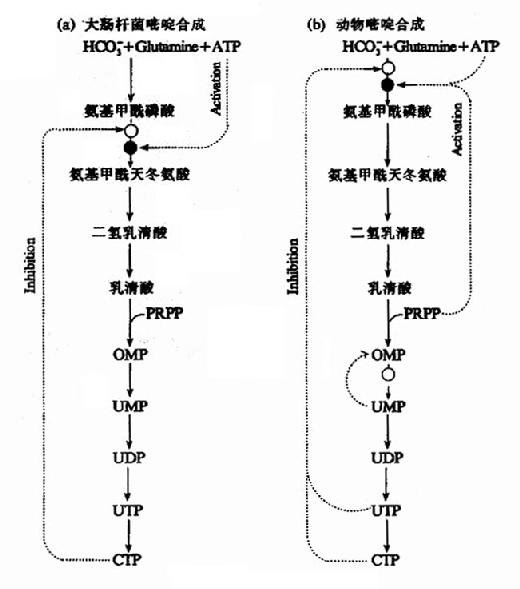 嘧啶核苷酸的合成代谢(来自37度医学网)
