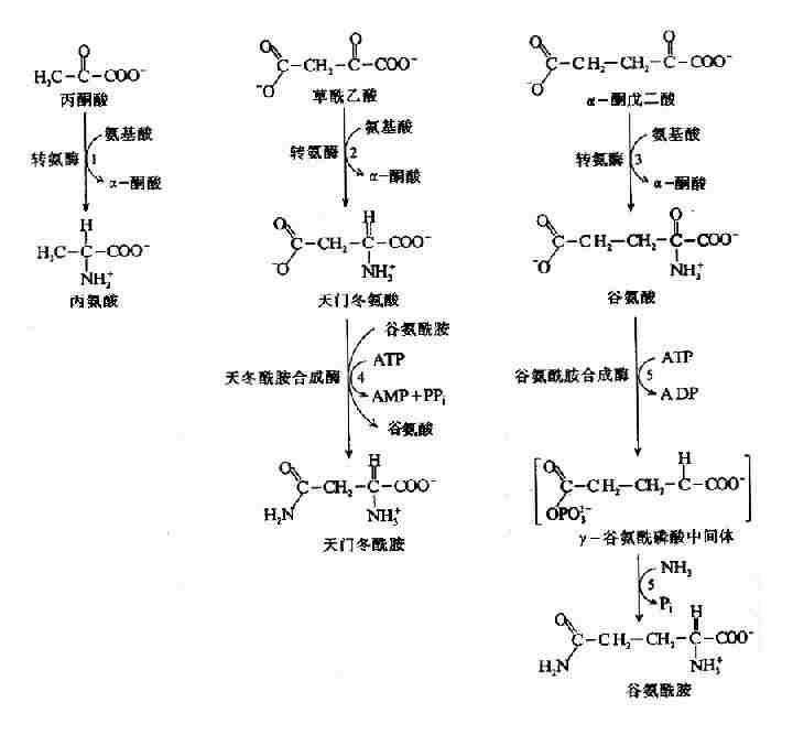 氨基酸的生物合成(来自37度医学网 生物化学基础理论-医学教育网