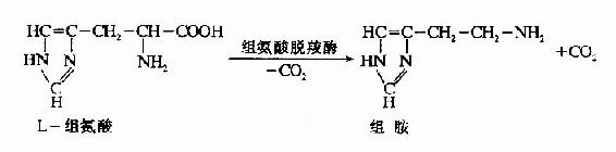 组胺(histamine 由组氨酸脱羧生成.