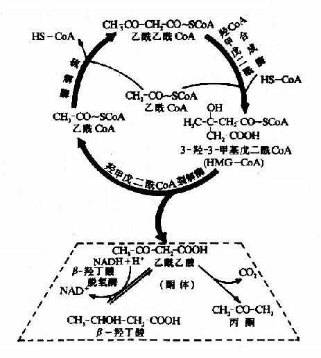 上述酮体生成过程实际上是一个循环过程,又称为雷宁循环(lynen cycle)