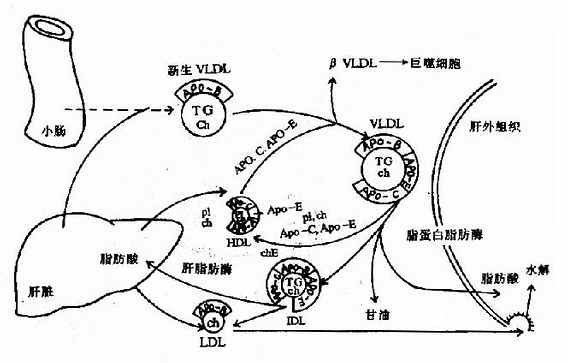 血脂及其代谢