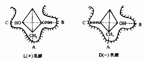 酶的分子组成和化学结构