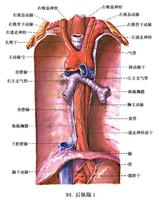 食管- 解剖学基础理论-医学教育网 - 37度医学网