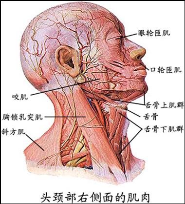 一,颈浅肌群:颈阔肌," 胸锁乳突肌" sternocleidomastoid