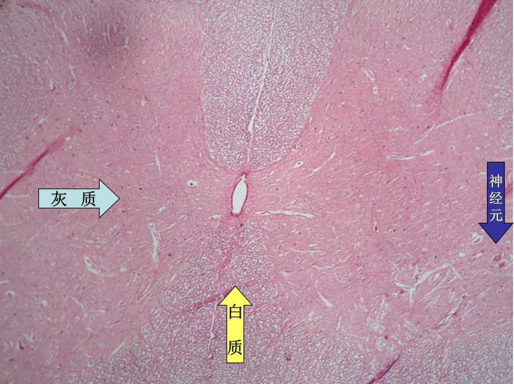 脊髓横截面白质和灰质